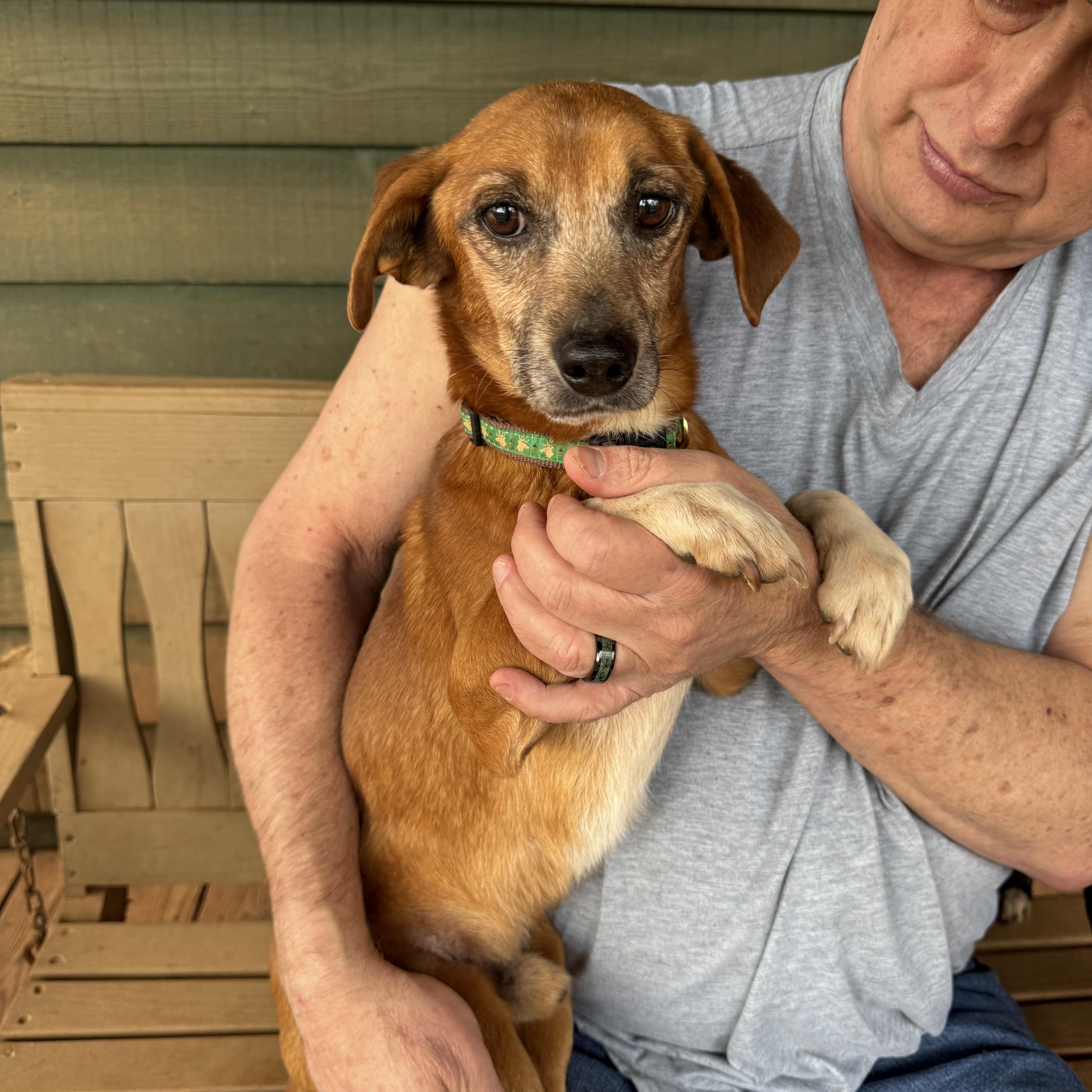 Woody, Adoptable, Adult Male Dachshund & Beagle.