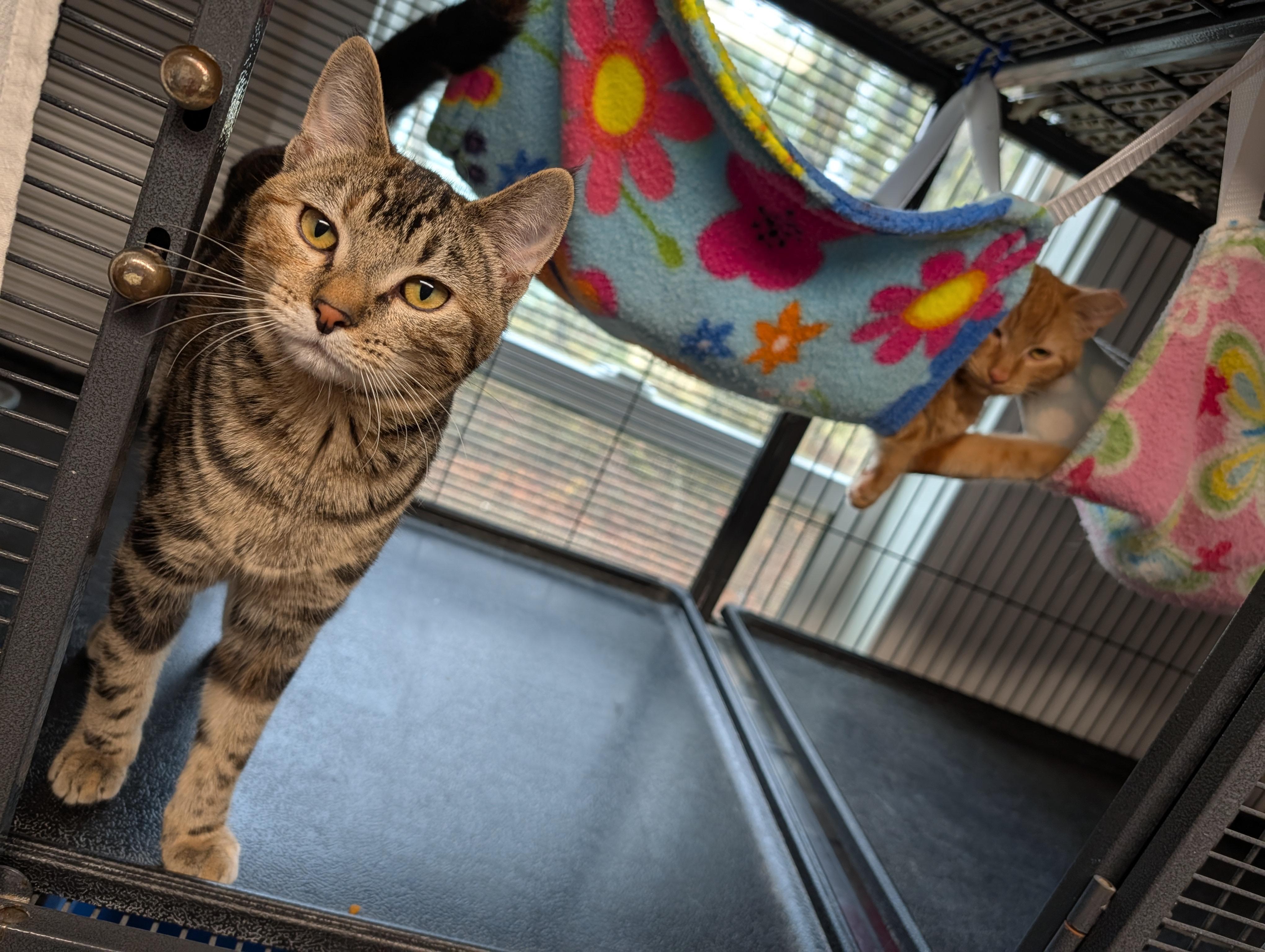 Enlarge McScruff, McRumble, MsVictorious, Mcruckus, a Adoptable Domestic Short Hair in Shelton, WA image 6/6