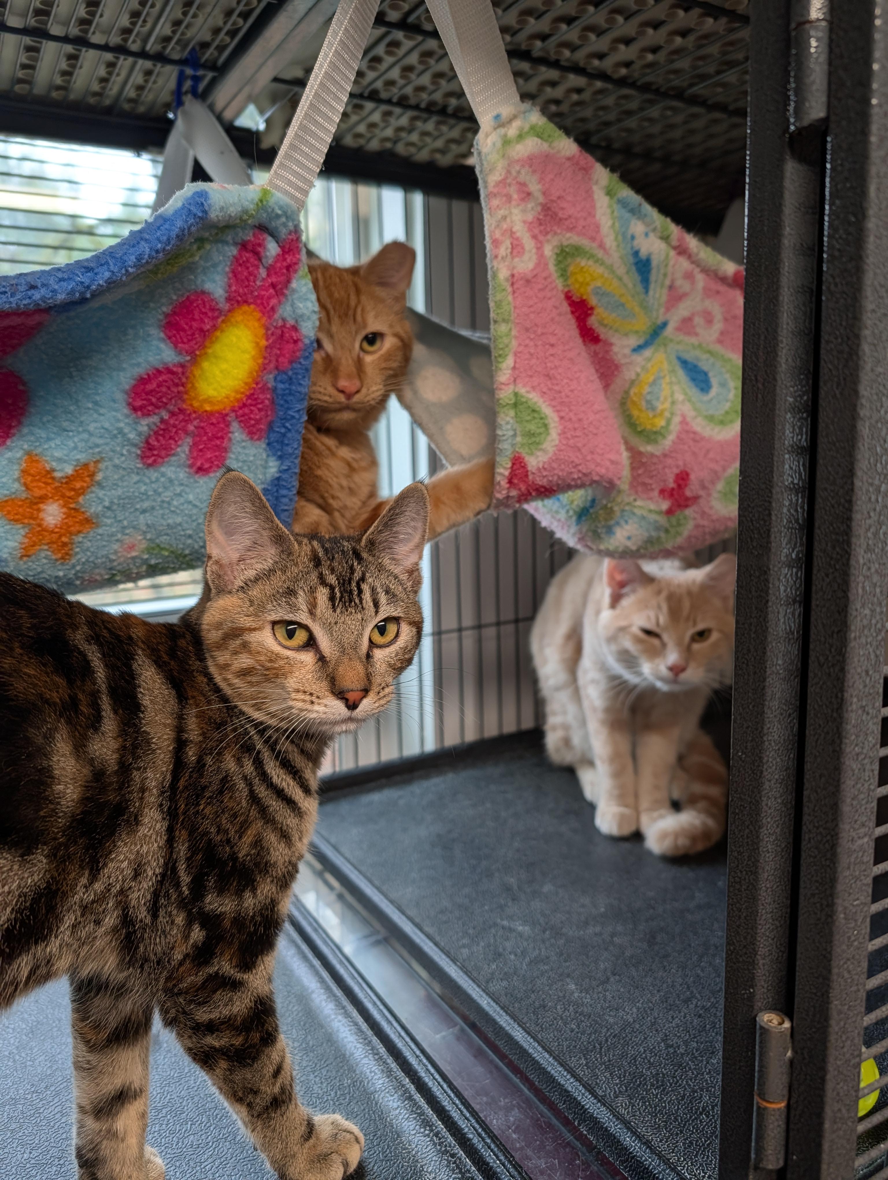 Enlarge McScruff, McRumble, MsVictorious, Mcruckus, a Adoptable Domestic Short Hair in Shelton, WA image 2/6