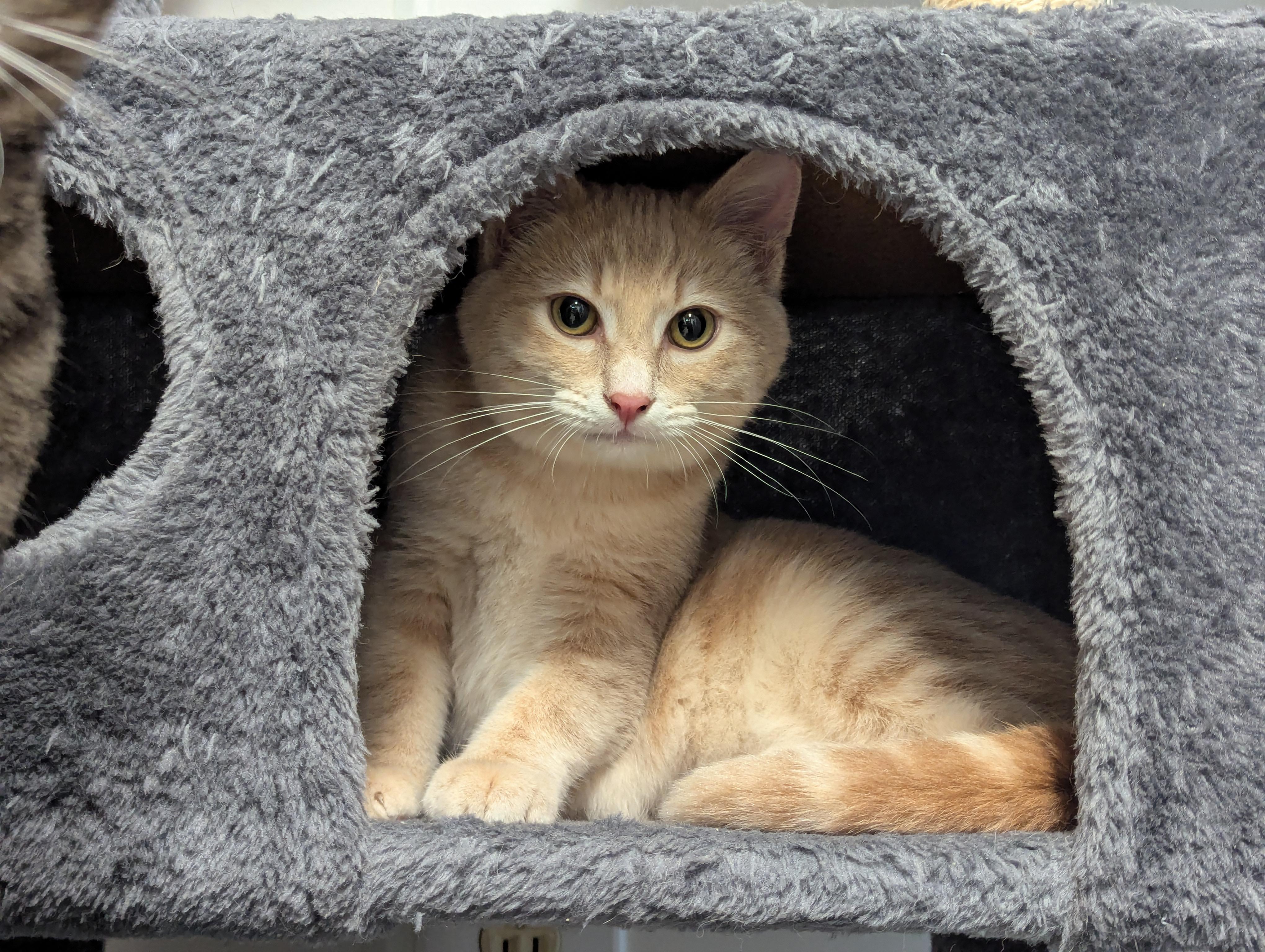 McScruff, McRumble & Mcruckus, a Adoptable Domestic Short Hair in Shelton, WA image 1/6