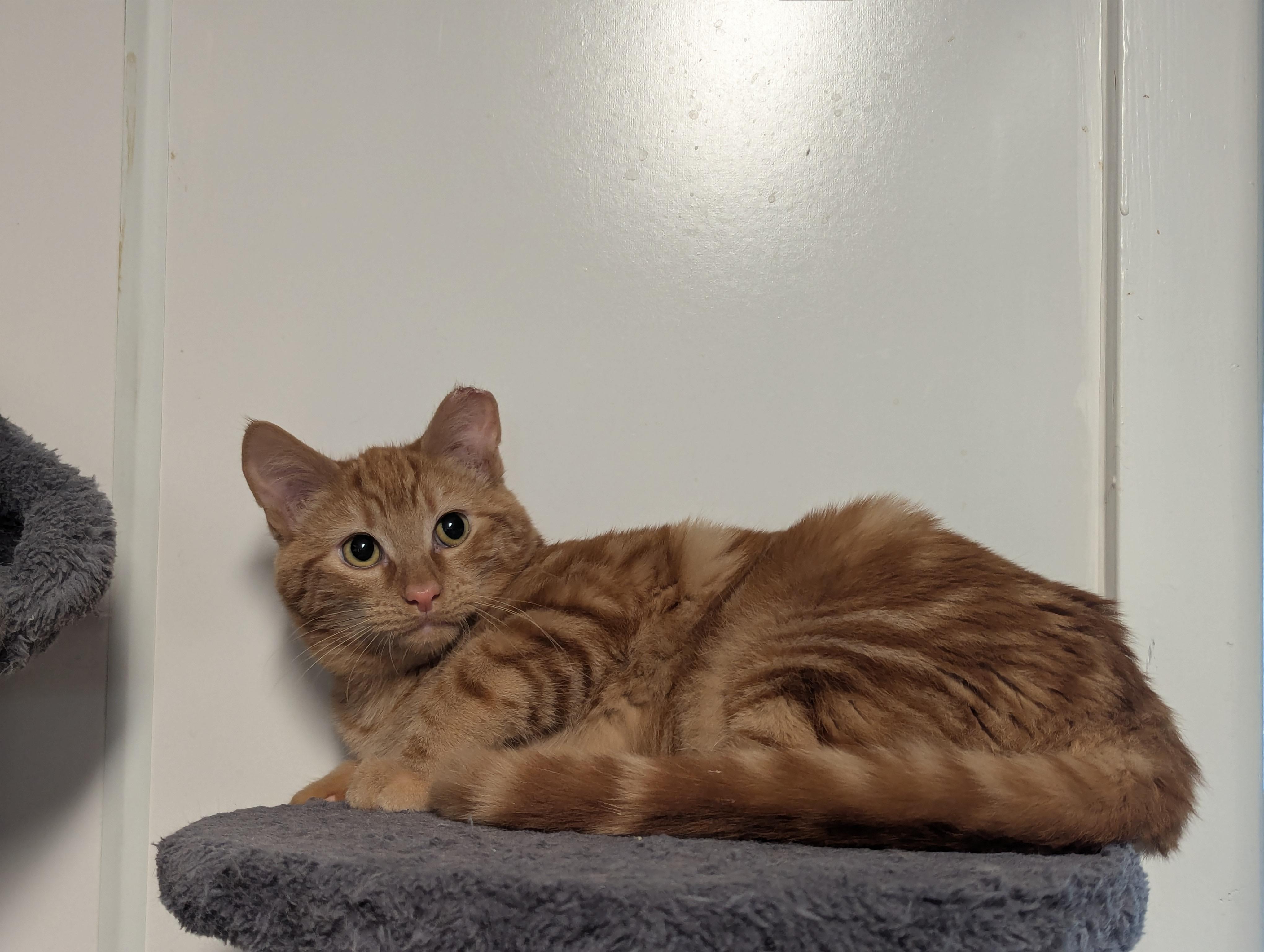 McScruff, McRumble & Mcruckus, a Adoptable Domestic Short Hair in Shelton, WA image 2/6