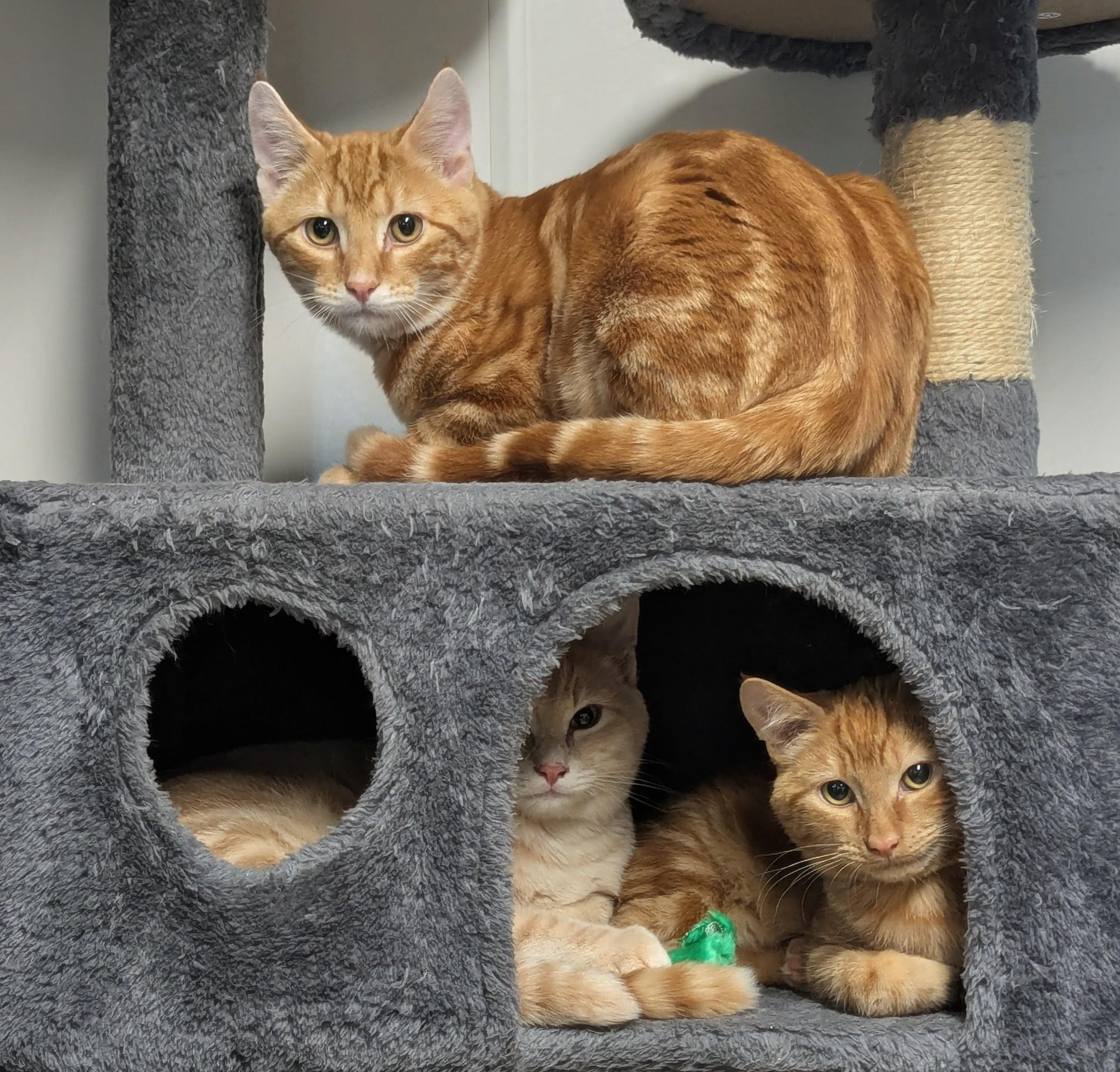 McScruff, McRumble & Mcruckus, a Adoptable Domestic Short Hair in Shelton, WA image 3/6