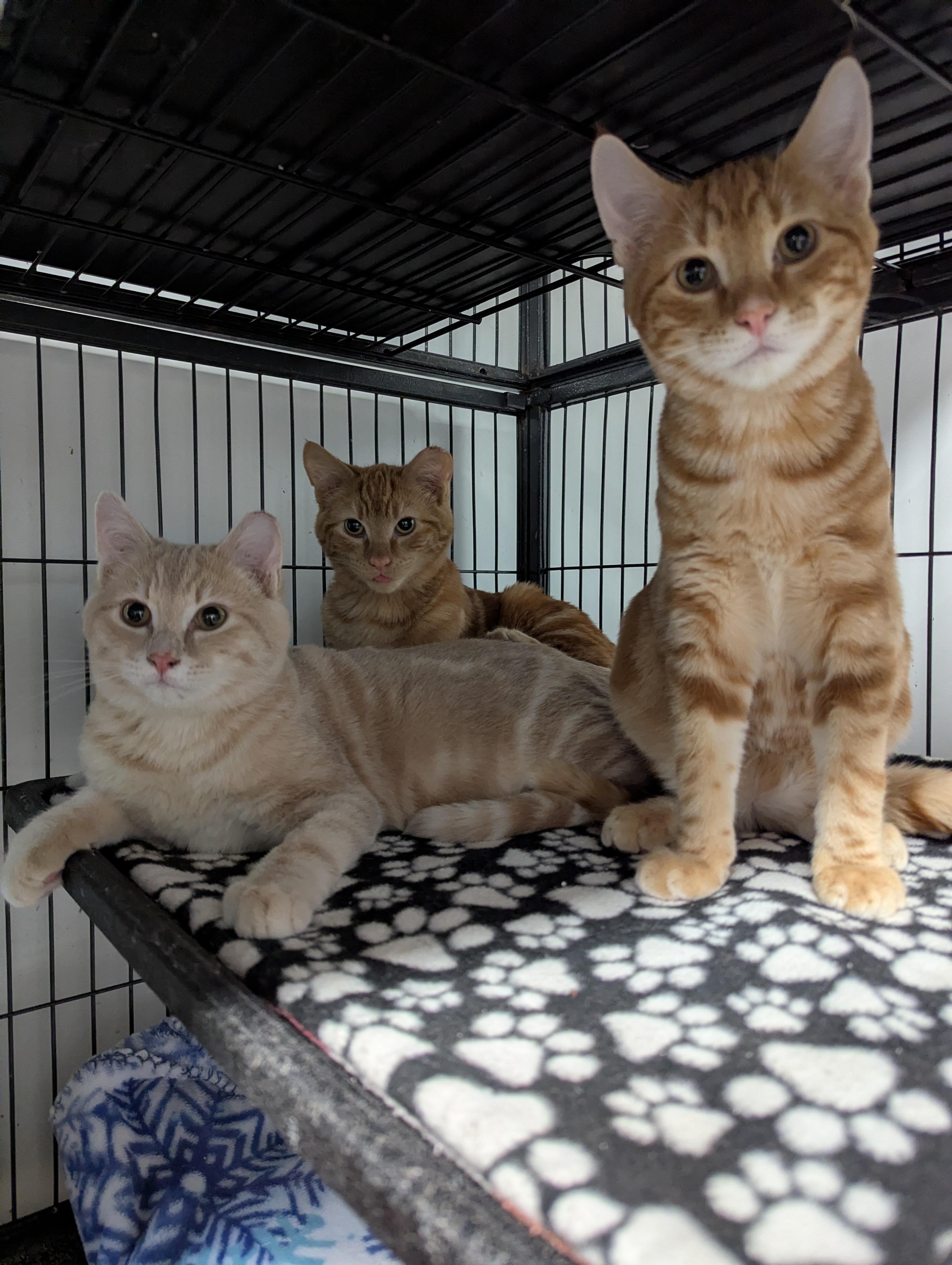 McScruff, McRumble & Mcruckus, a Adoptable Domestic Short Hair in Shelton, WA image 4/6
