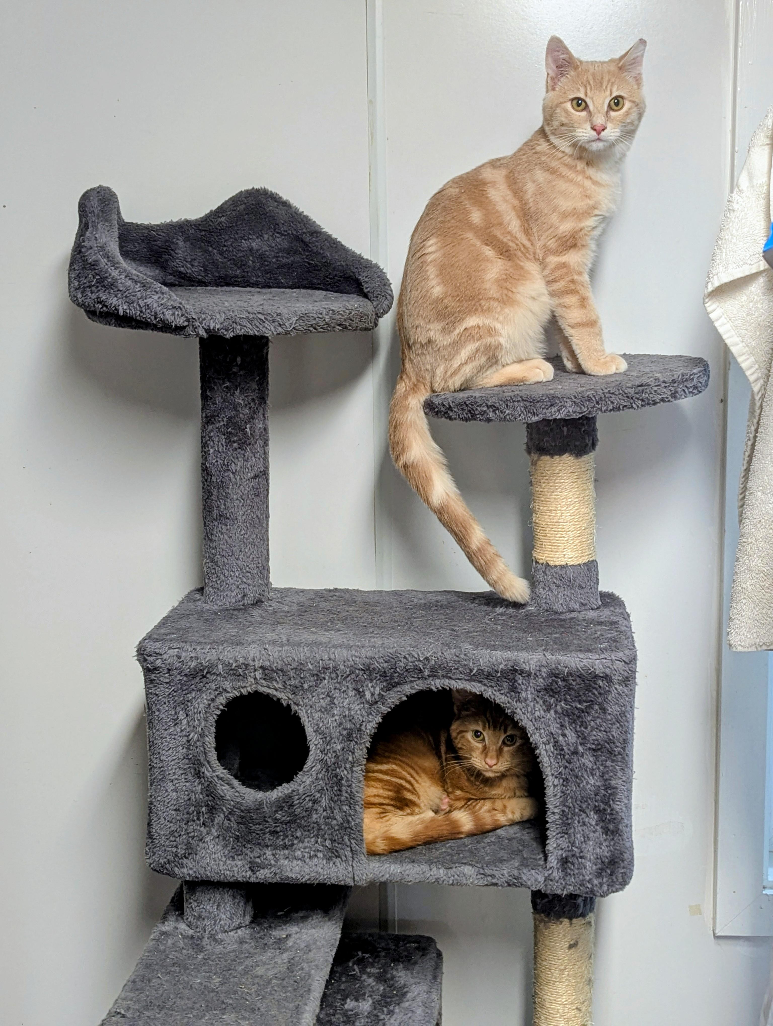 McScruff, McRumble & Mcruckus, a Adoptable Domestic Short Hair in Shelton, WA image 5/6