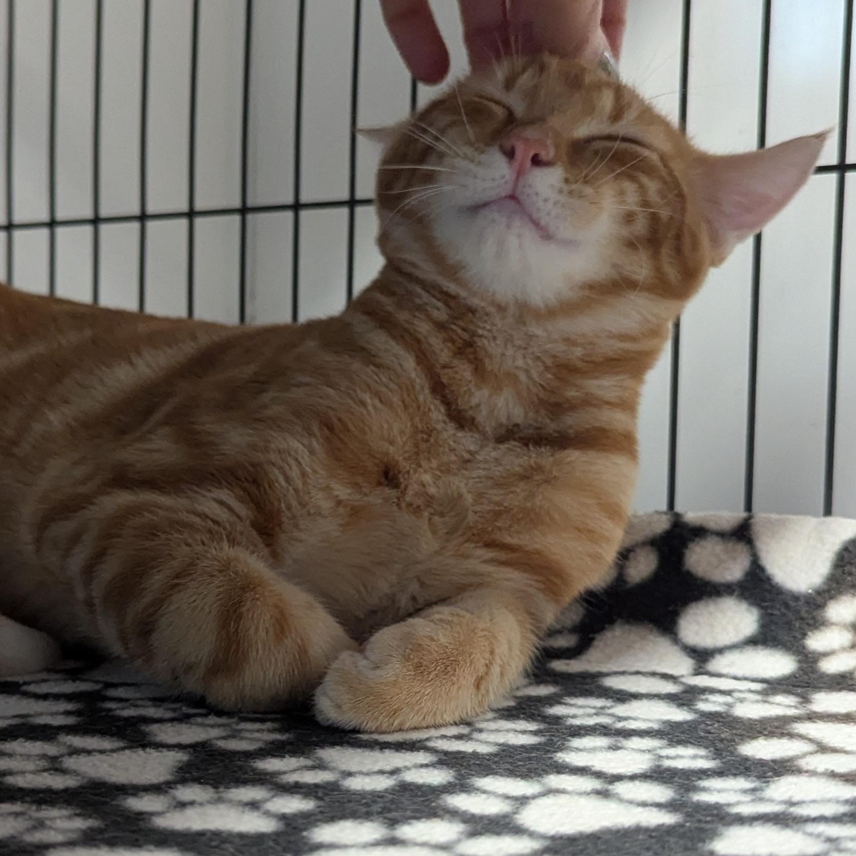 McScruff, McRumble & Mcruckus, a Adoptable Domestic Short Hair in Shelton, WA image 6/6