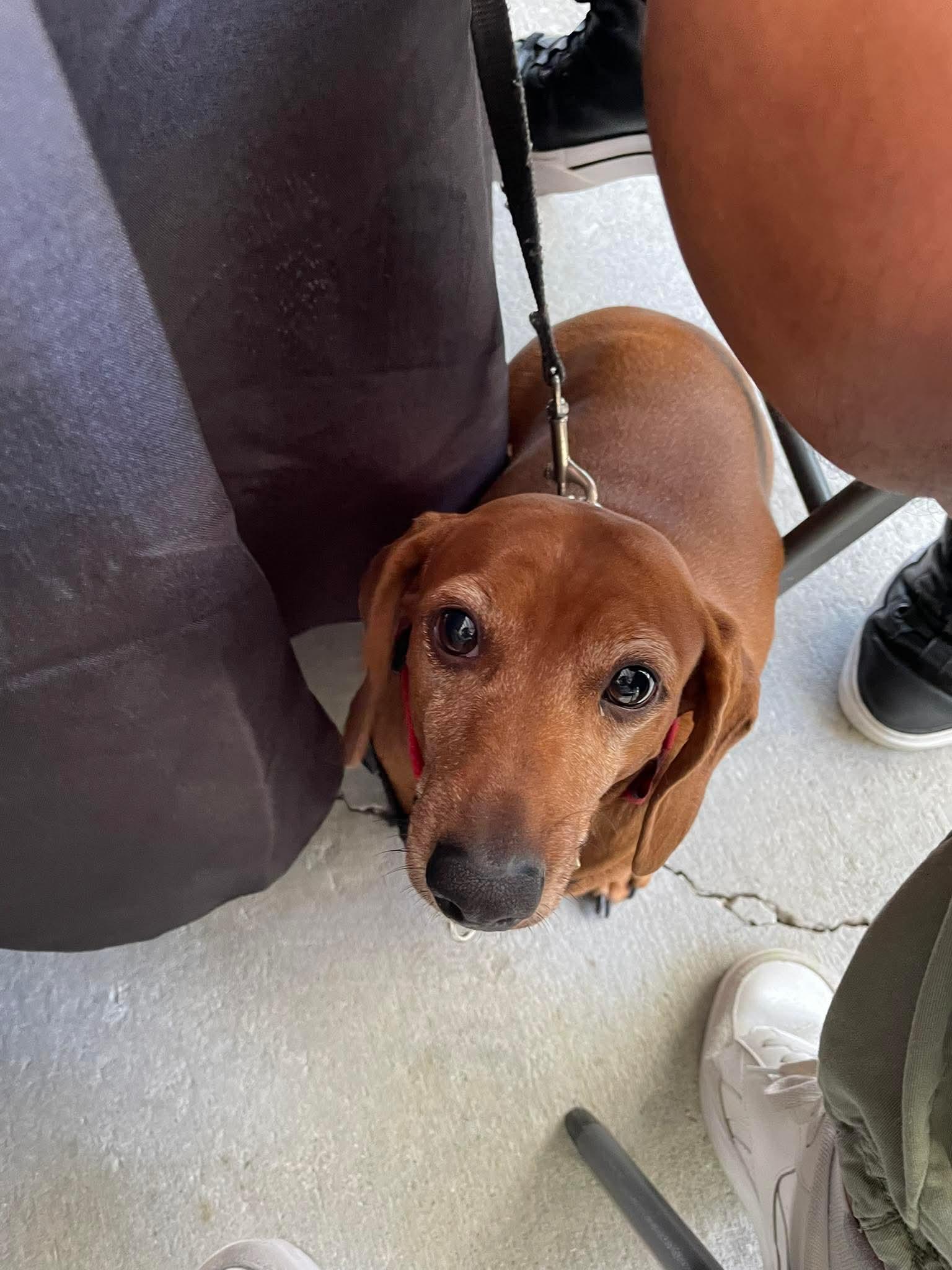 Enlarge Ruby, a Adopted Dachshund in Fort Walton Beach, FL image 1/1