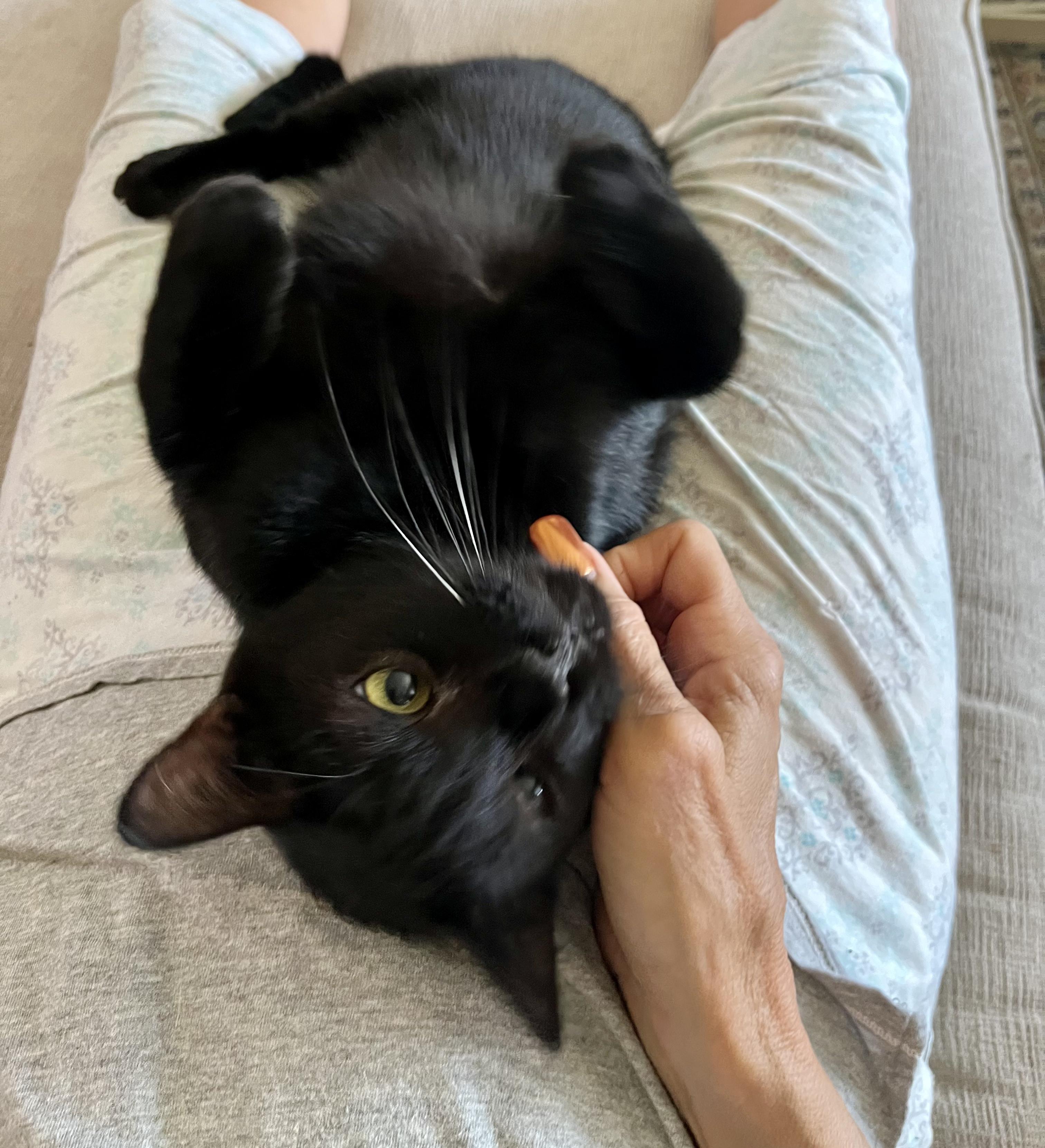 Jayden, a Adoptable Bombay image 1/5