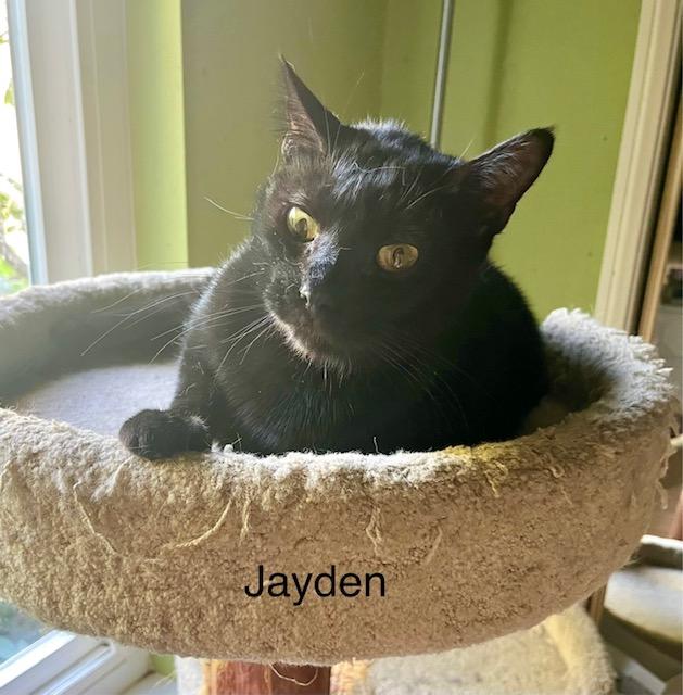 Jayden, a Adoptable Bombay image 5/5