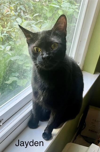 Jayden, a Adoptable Bombay image 4/5