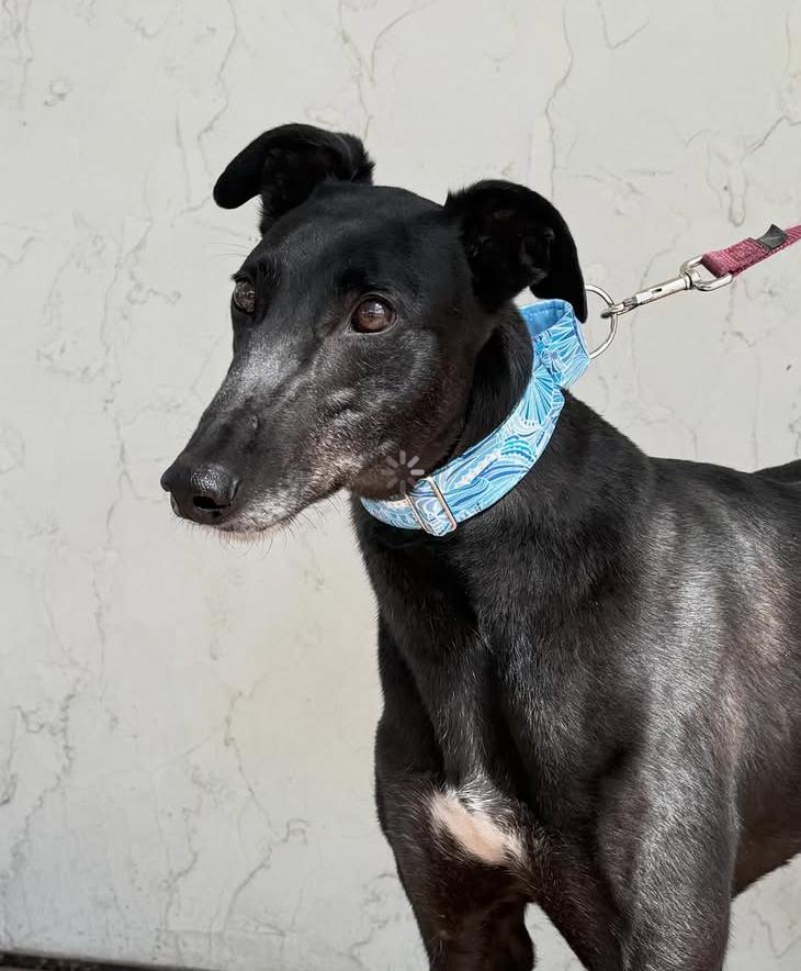 Ricky, ADOPTABLE, Adult Male Greyhound.