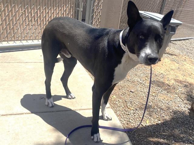 GHOST, Adoptable, Adult Male Border Collie & Mixed Breed.