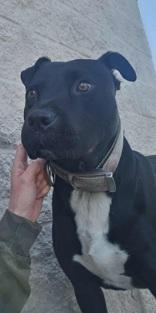 Ritz, a Adoptable Pit Bull Terrier in Boyne City, MI image 1/2