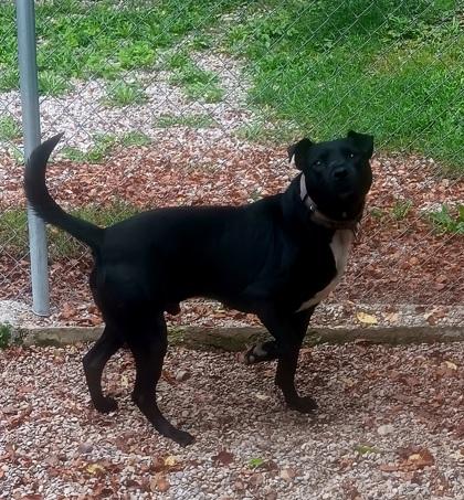Enlarge Ritz, a Adoptable Pit Bull Terrier in Boyne City, MI image 1/2