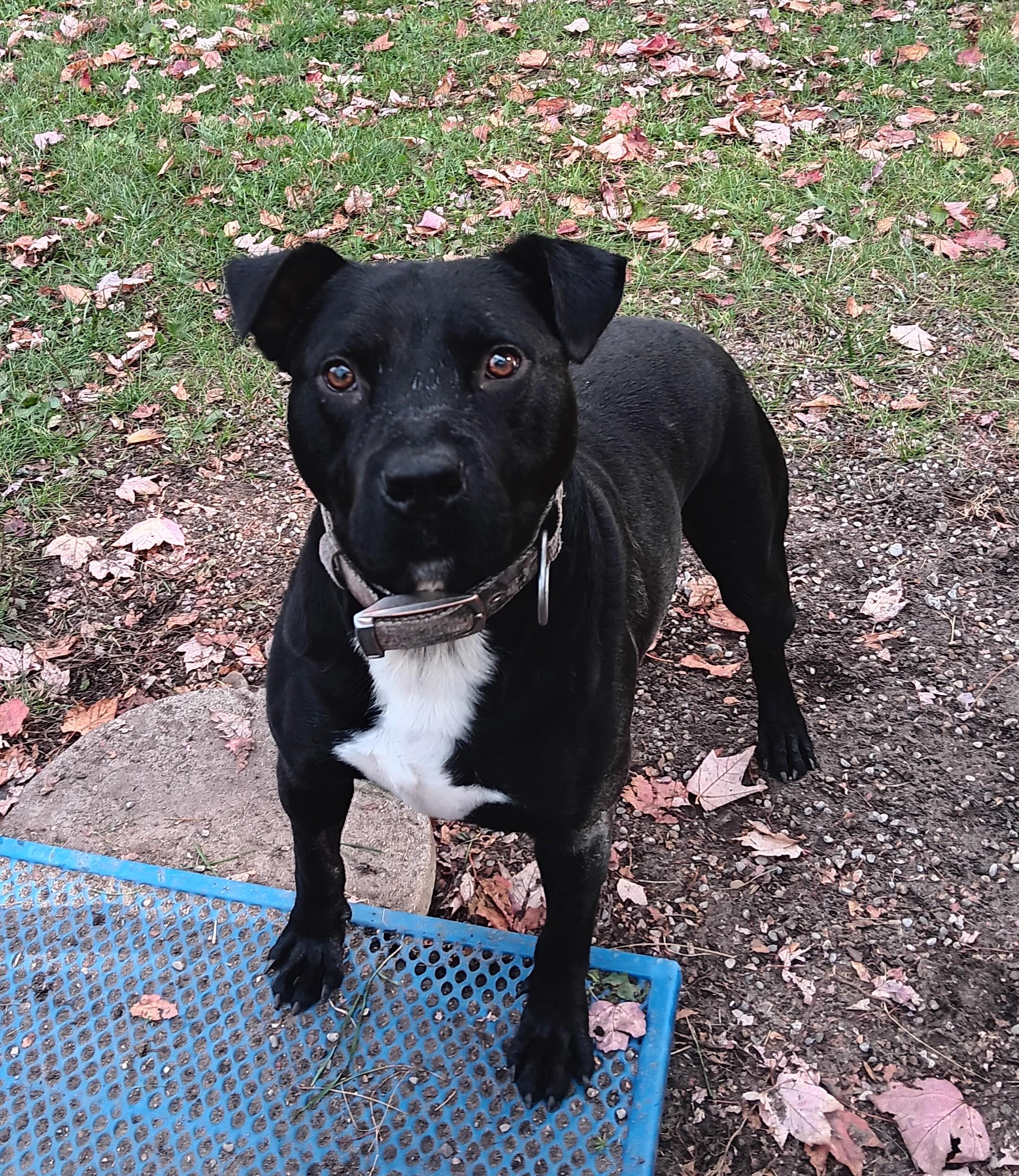 Enlarge Ritz, a Adoptable Pit Bull Terrier in Boyne City, MI image 2/2