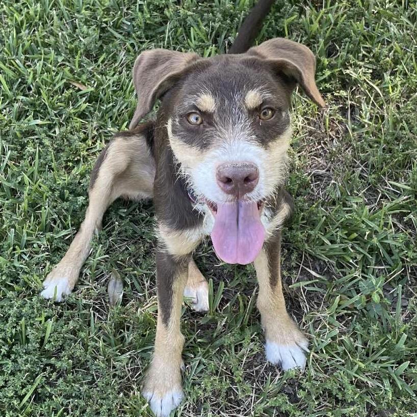 Lorabelle, Adoptable, Adult Female Patterdale Terrier / Fell Terrier & Wirehaired Terrier.