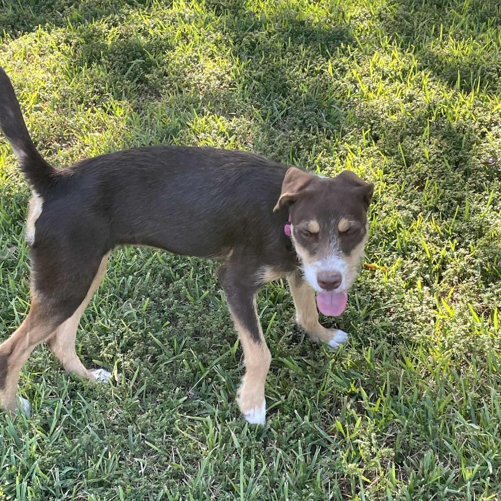 Enlarge Lorabelle, a Adoptable mixed breed in New Orleans, LA image 2/6