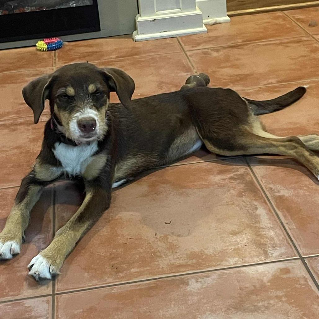 Enlarge Lorabelle, a Adoptable mixed breed in New Orleans, LA image 3/6