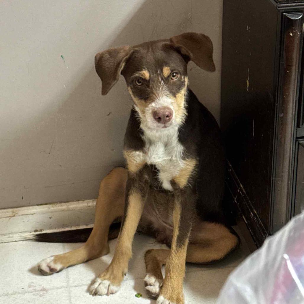 Enlarge Lorabelle, a Adoptable mixed breed in New Orleans, LA image 4/6