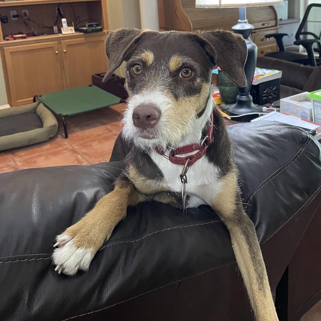 Enlarge Lorabelle, a Adoptable mixed breed in New Orleans, LA image 5/6