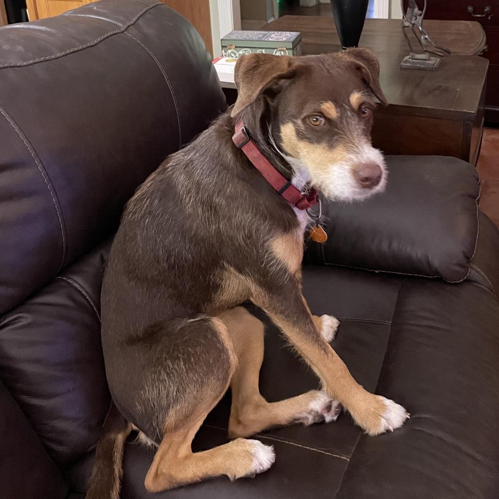 Enlarge Lorabelle, a Adoptable mixed breed in New Orleans, LA image 6/6