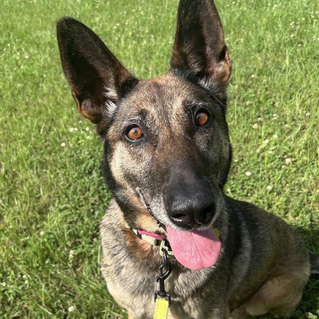 Joni, Adoptable, Adult Female Mixed Breed.