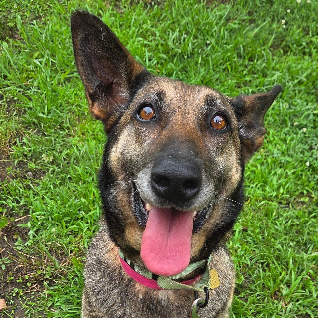 Enlarge Joni, a Adoptable Mixed Breed in Auburn, AL image 2/6