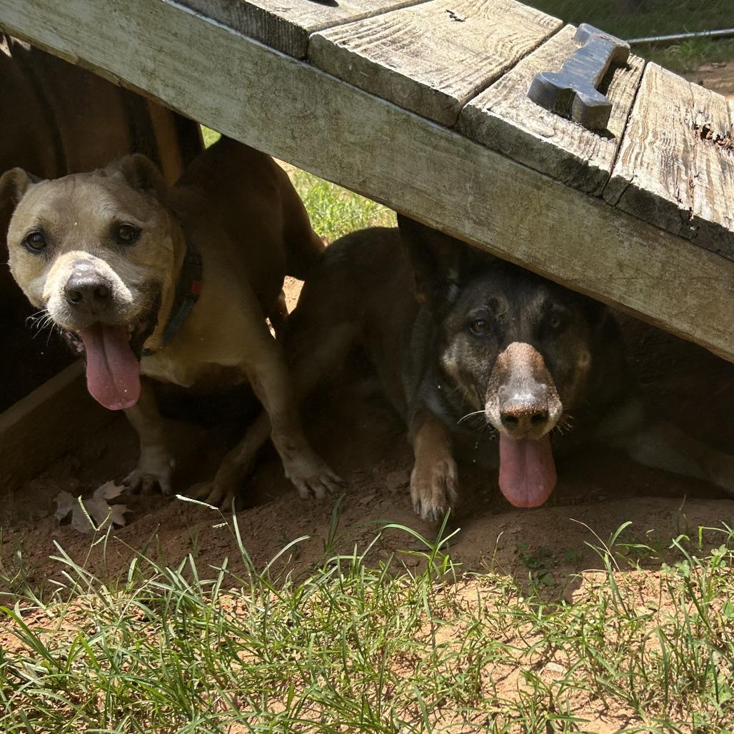 Enlarge Joni, a Adoptable Mixed Breed in Auburn, AL image 3/6