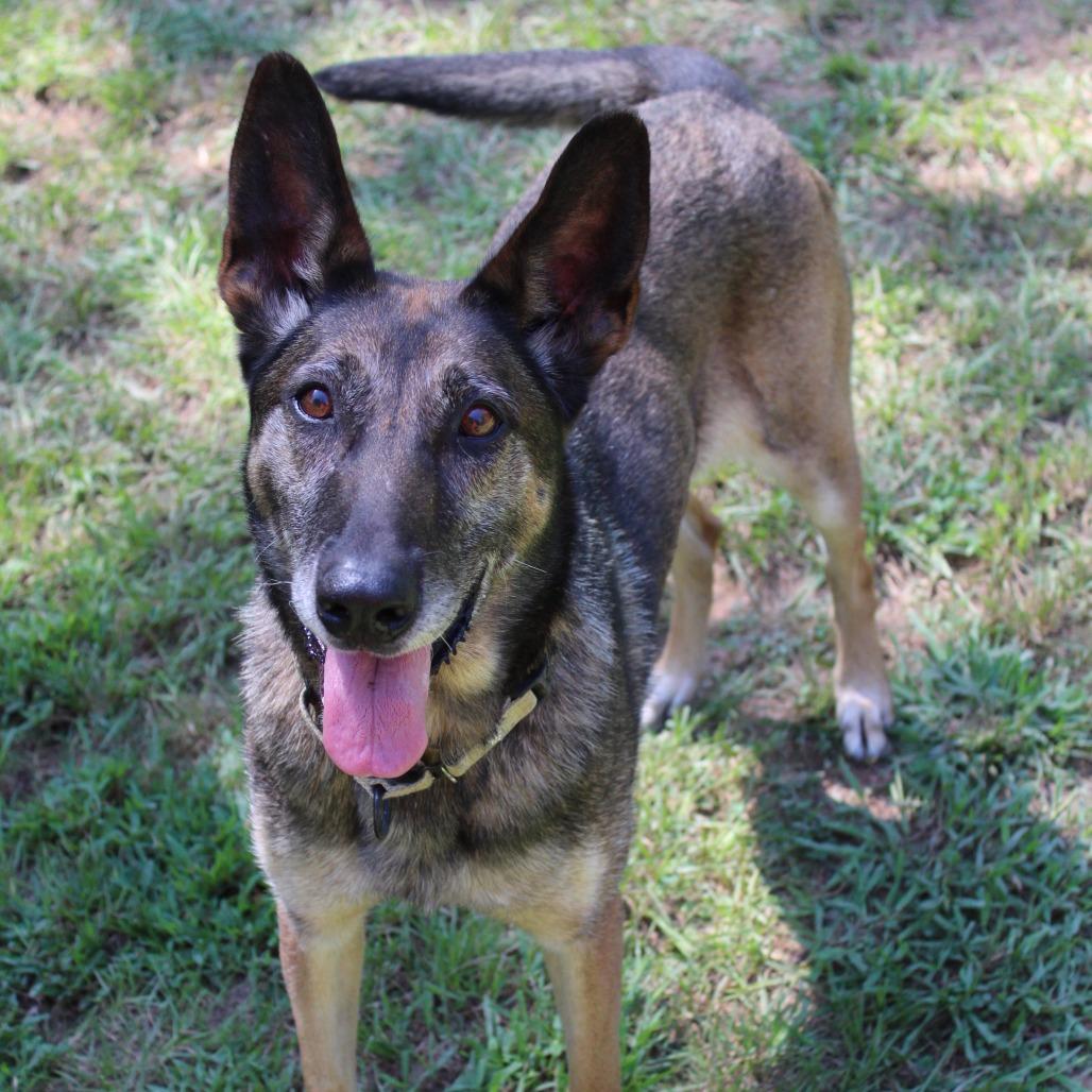 Enlarge Joni, a Adoptable Mixed Breed in Auburn, AL image 5/6