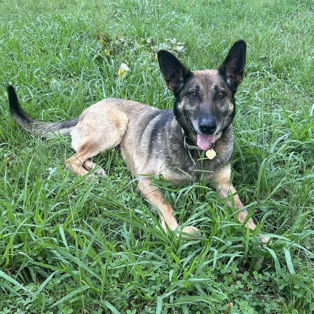 Enlarge Joni, a Adoptable Mixed Breed in Auburn, AL image 6/6