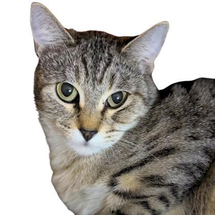 Peach Bellini, Adoptable, Adult Female Domestic Short Hair & Domestic Short Hair.