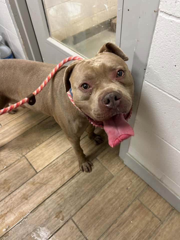 He-Man, Adoptable, Young Male Mastiff.