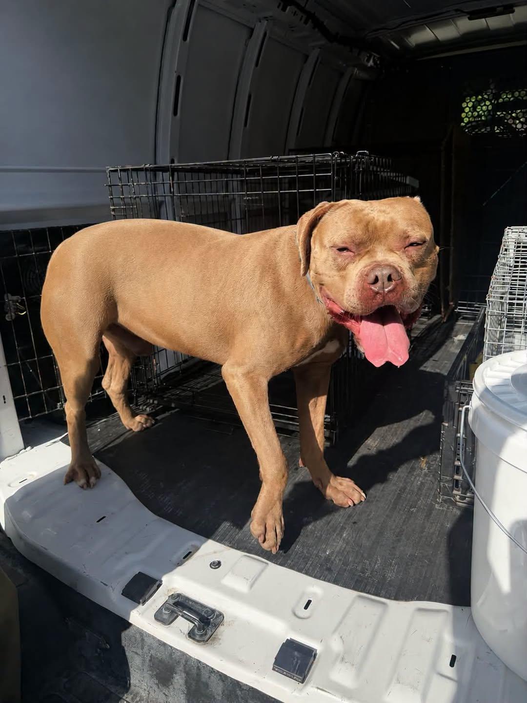 He-Man, a Adoptable Mastiff in Rowlett, TX image 2/3