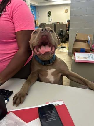 He-Man, a Adoptable Mastiff in Rowlett, TX image 3/3