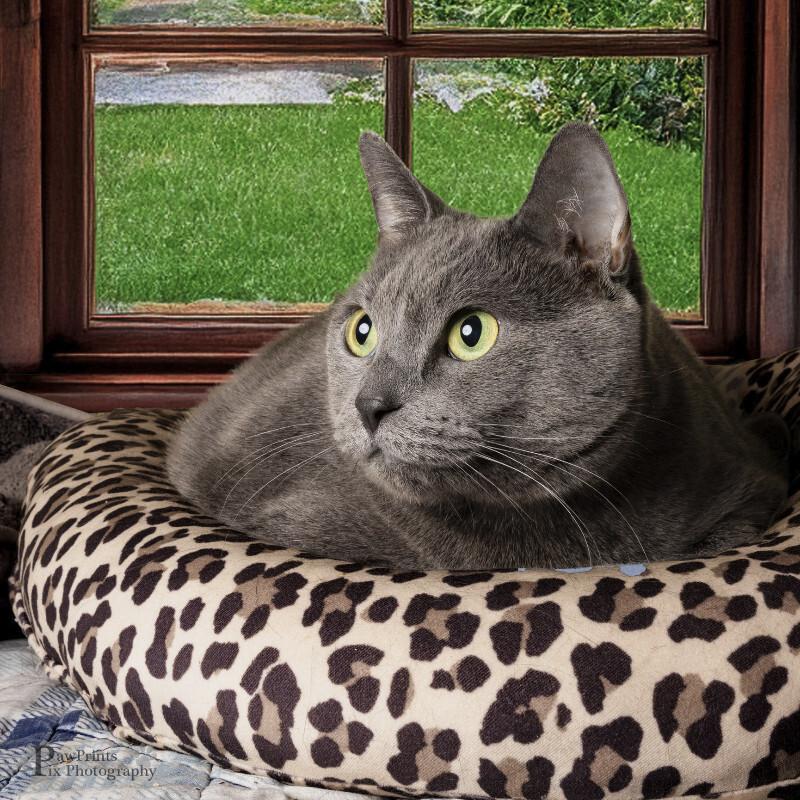 Stormy Weather, Adoptable, Adult Female Domestic Short Hair.