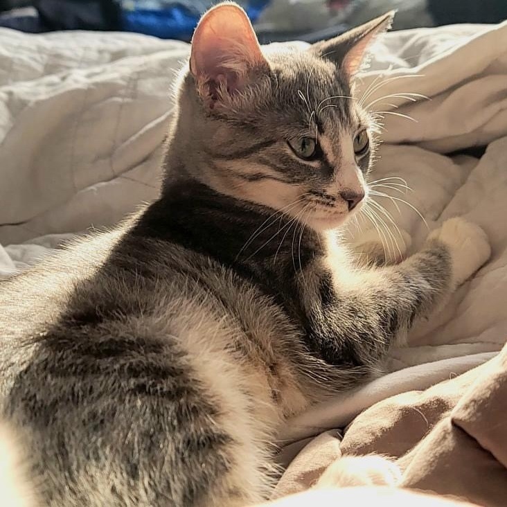 Enlarge Pearl and Jasper, a Adopted Domestic Short Hair in Brooklyn, NY image 1/6