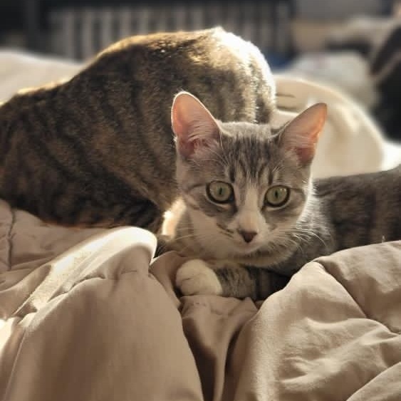 Enlarge Pearl and Jasper, a Adopted Domestic Short Hair in Brooklyn, NY image 2/6