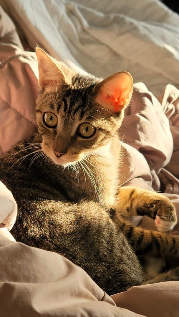 Enlarge Pearl and Jasper, a Adopted Domestic Short Hair in Brooklyn, NY image 3/6