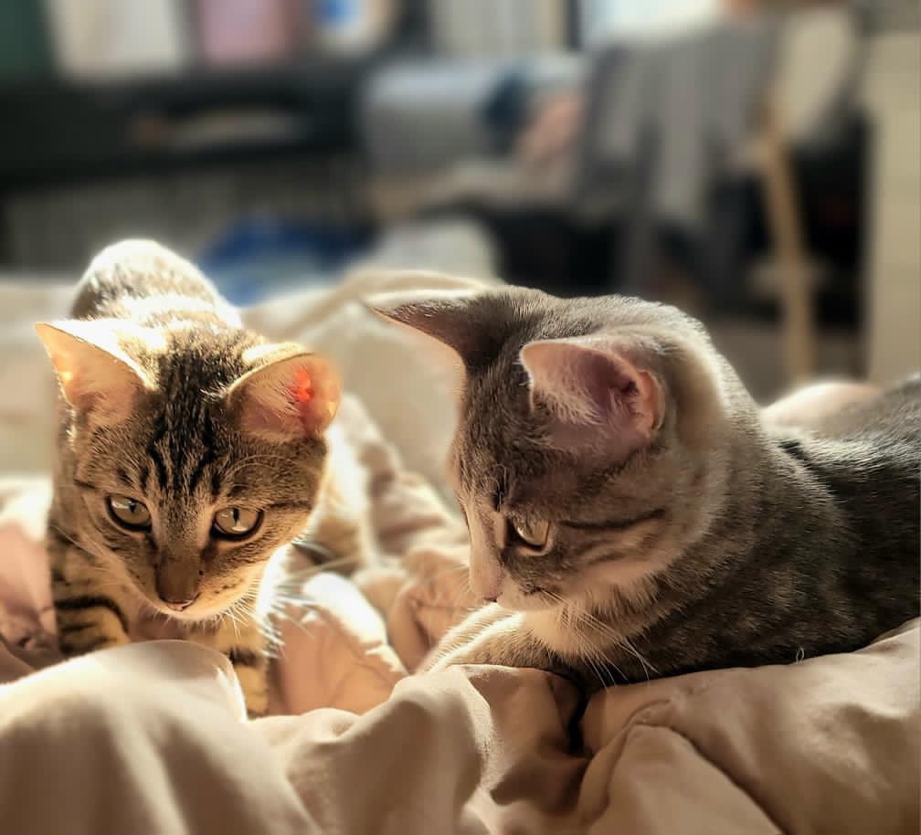 Enlarge Pearl and Jasper, a Adopted Domestic Short Hair in Brooklyn, NY image 4/6