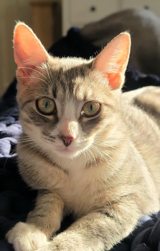 Enlarge Pearl and Jasper, a Adopted Domestic Short Hair in Brooklyn, NY image 5/6