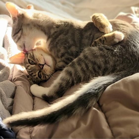 Enlarge Pearl and Jasper, a Adopted Domestic Short Hair in Brooklyn, NY image 6/6