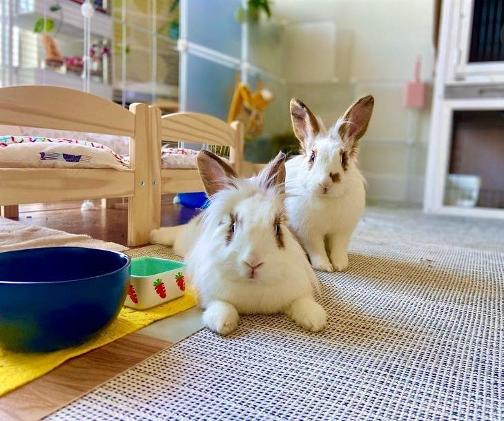Fifi (Bonded with Lyrah), Adult Female unknown