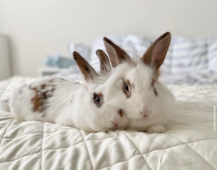 Fifi (Bonded with Lyrah) photo 2