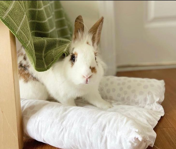 Fifi (Bonded with Lyrah)