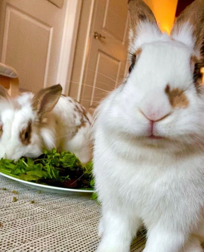Fifi (Bonded with Lyrah) photo 6