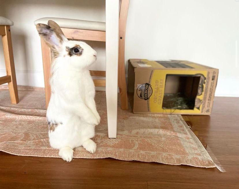 Fifi (Bonded with Lyrah) photo 4