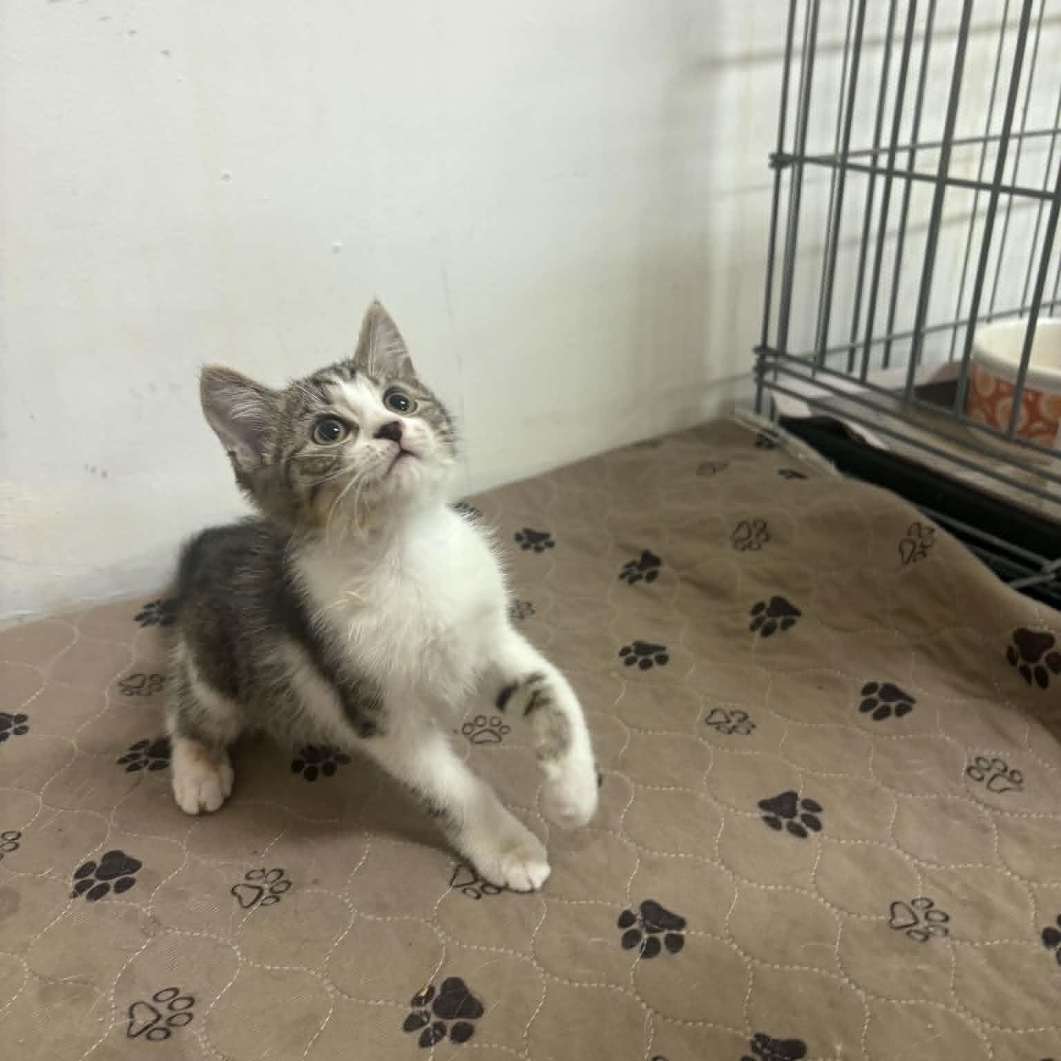 Enlarge Dani, a Adoptable Domestic Short Hair in Clairton, PA image 1/1