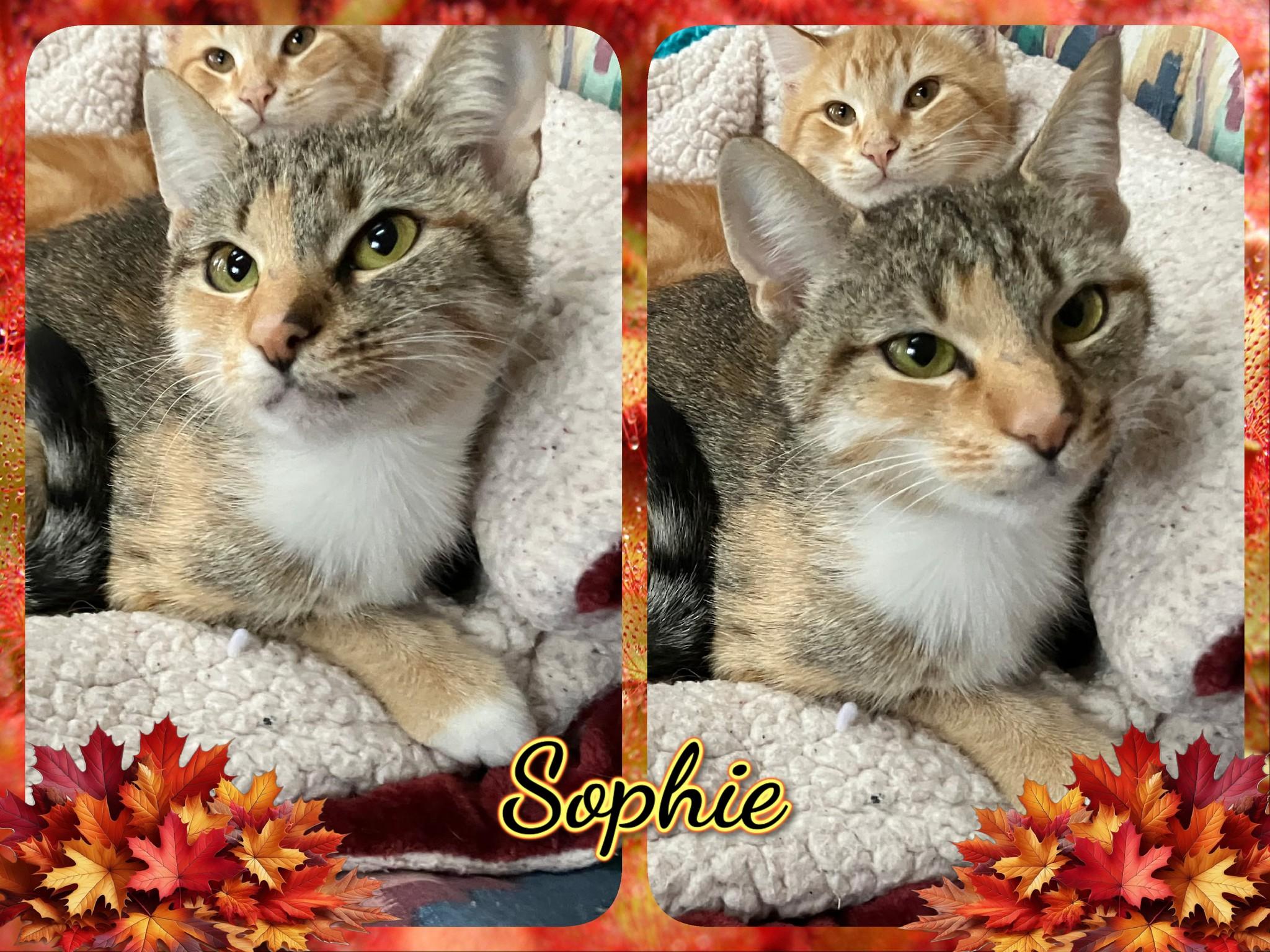 Enlarge Sophie, a Adoptable Domestic Short Hair in Corinth, NY image 1/1