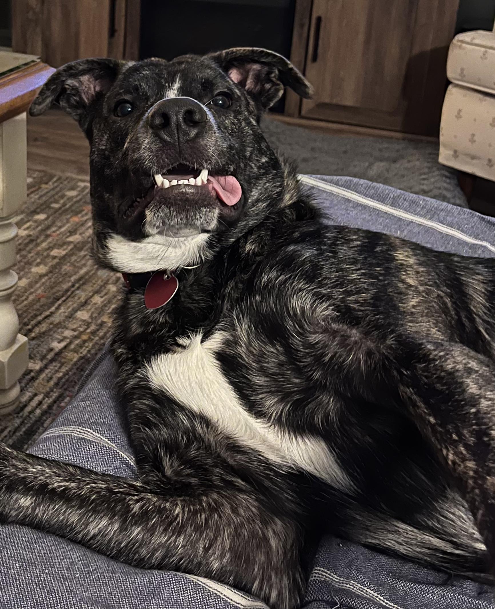 Linc, Young Male Dutch Shepherd