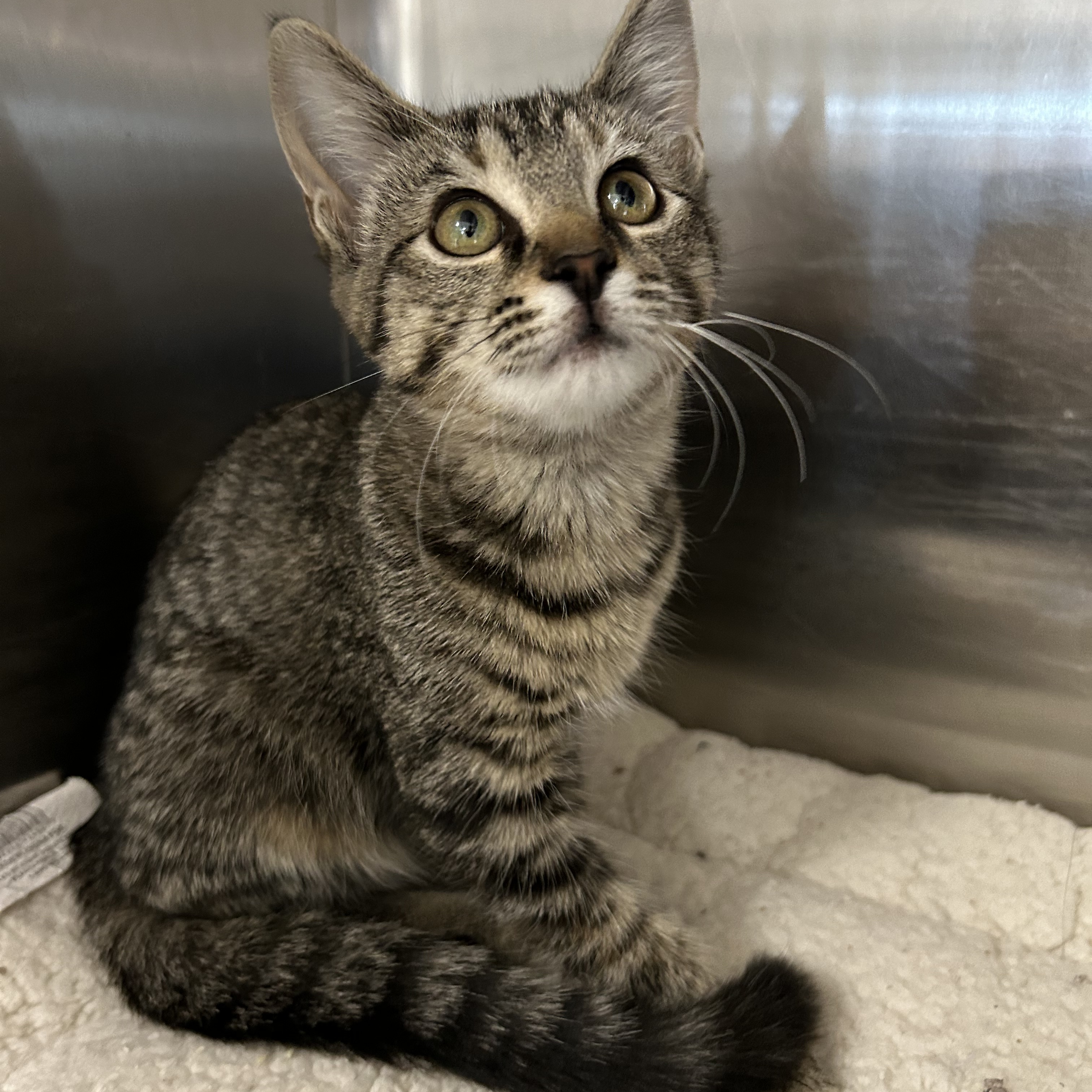 Cat for adoption Birch 4 of 4, a Domestic Short Hair in La Grange