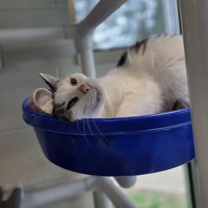 Enlarge Snowball, a Adoptable mixed breed in Westland, MI image 1/3